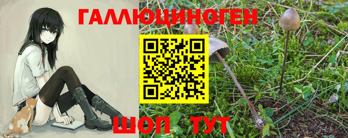 Галлюциногенные грибы Psilocybine cubensis Гудермес